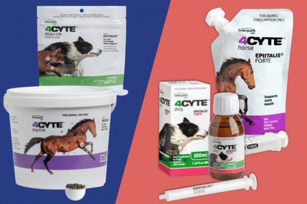 4CYTE Granules vs. 4CYTE Epiitalis Forte Gel | Vetpost