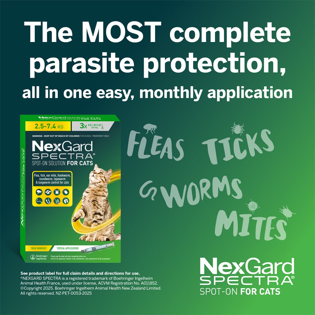 NGS_NZ_Cat_1 nexgard spectra for large cats (2.5 7.4kg)