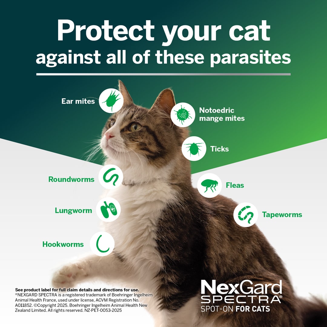 NGS_NZ_Cat_2 nexgard spectra for small cats (0.8 2.4kg)