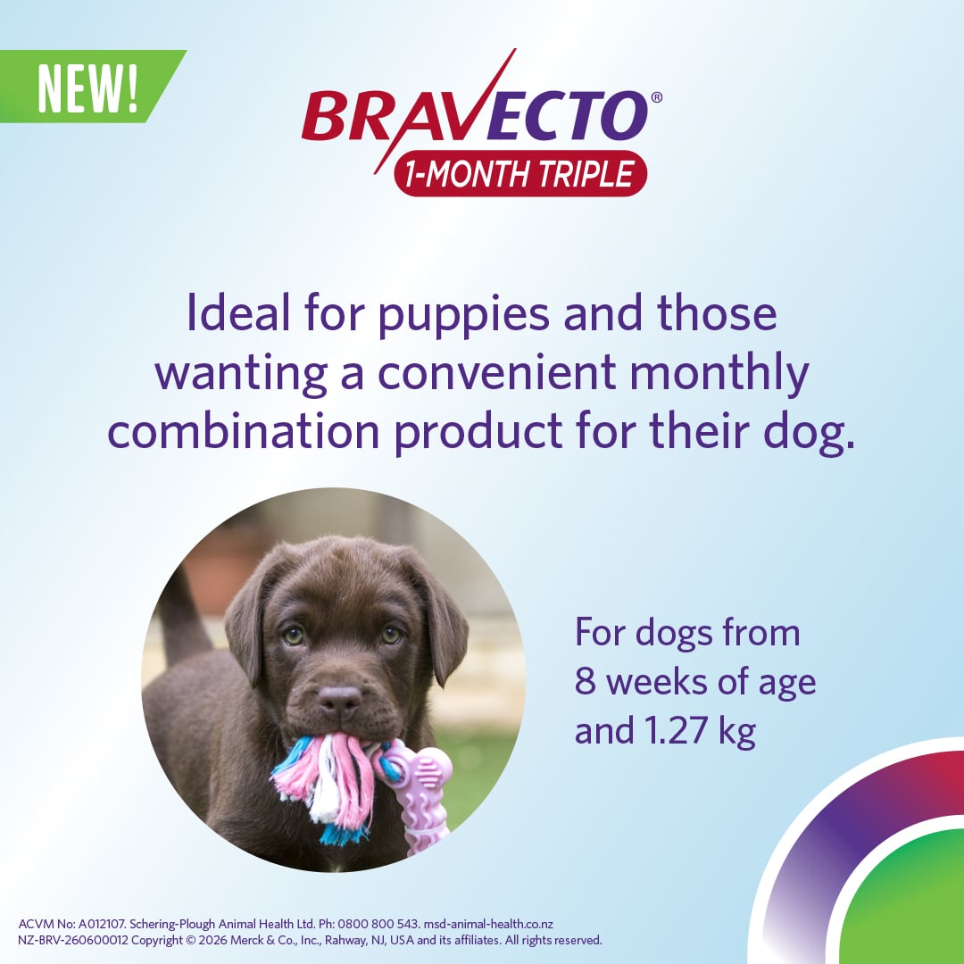 NZ_BRV_PO_B1MT-online-retail-tiles_0626_NZ-(v0.1)3 bravecto 1 month triple chew for dogs