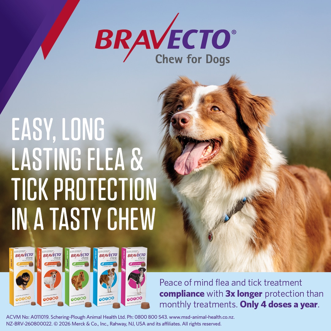 NZ_BRV_PO_Bravecto Chew online retail tiles_0826_NZ_02 bravecto large dog flea treatment 20 40kg chew