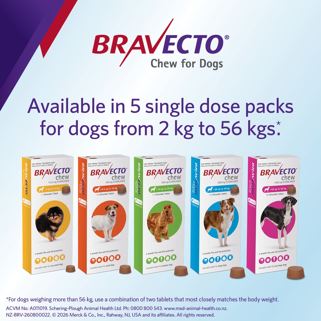NZ_BRV_PO_Bravecto Chew online retail tiles_0826_NZ_04 bravecto large dog flea treatment 20 40kg chew