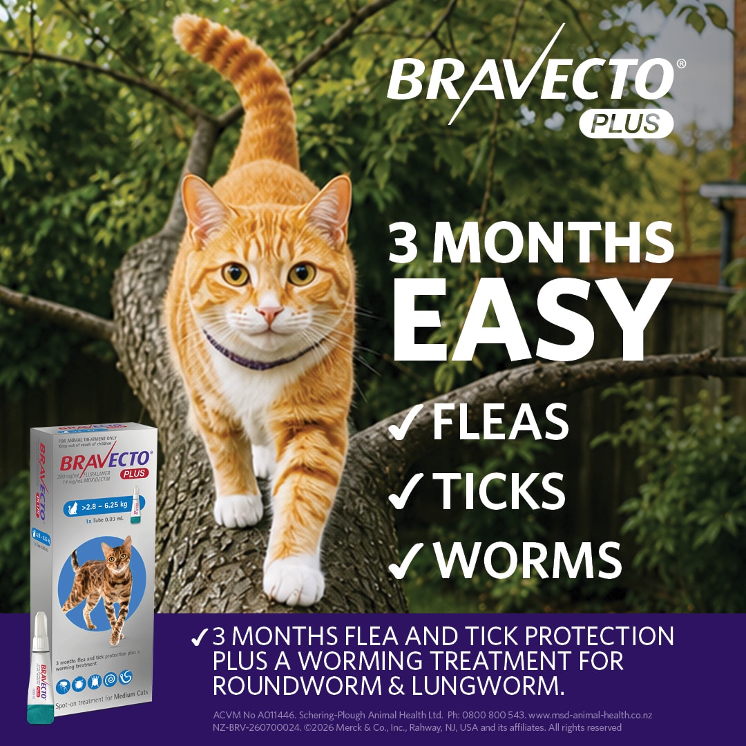 NZ_BRV_PO_Bravecto Plus online retail tiles_0726_NZ (v0.1)2 bravecto plus for medium cats (2.8 6.25kg)