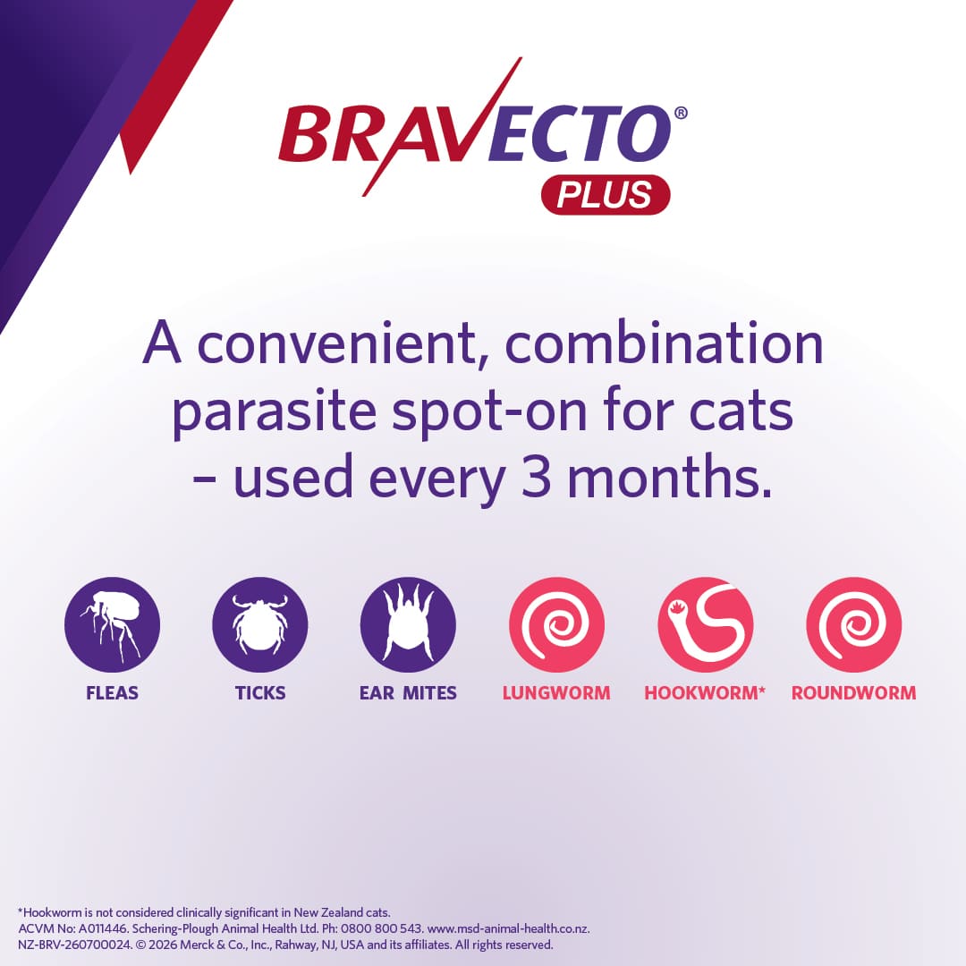 NZ_BRV_PO_Bravecto Plus online retail tiles_0726_NZ (v0.1)3 bravecto plus for medium cats (2.8 6.25kg)