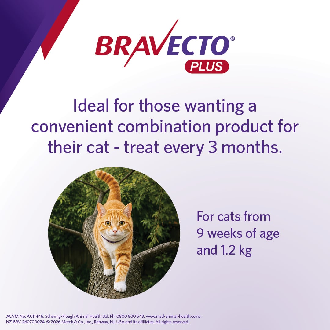 NZ_BRV_PO_Bravecto Plus online retail tiles_0726_NZ (v0.1)4 bravecto plus for medium cats (2.8 6.25kg)
