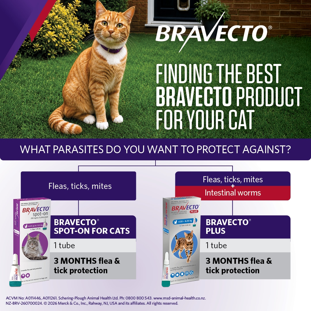 NZ_BRV_PO_Bravecto Plus online retail tiles_0726_NZ (v0.1)6 bravecto plus for medium cats (2.8 6.25kg)