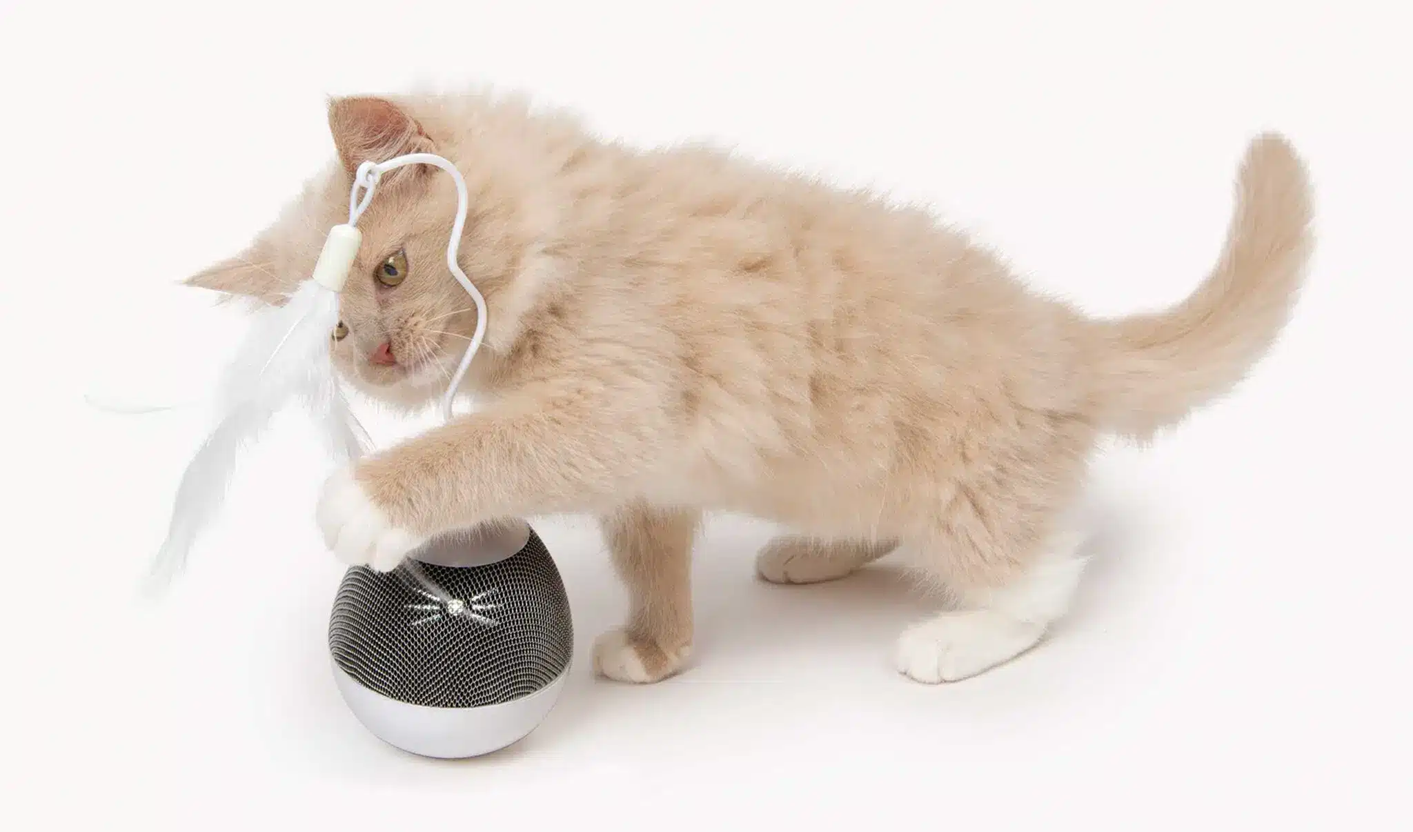 PIXI-Spinner_Kitten-Playing-new-2048x1206.jpg catit pixi spinner