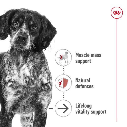 ROYAL CANIN® MEDIUM AGEING Loaf Dog Food Can-8 royal canin medium ageing 7+ loaf dog food can 410g