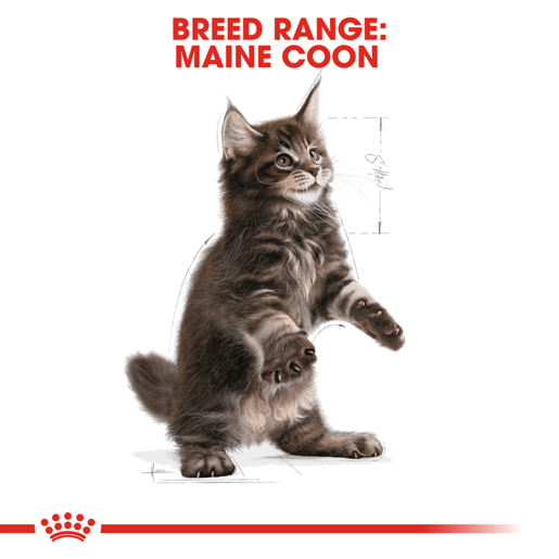 ROYAL CANIN® Maine Coon Breed Kitten Dry Cat Food -9 royal canin maine coon breed kitten dry cat food 2kg