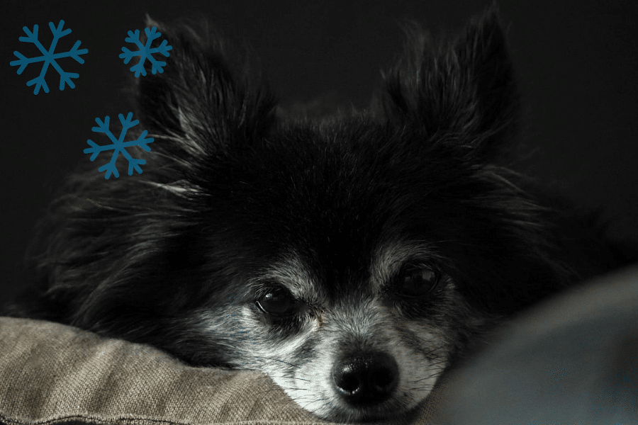 arthritic pets winter tips