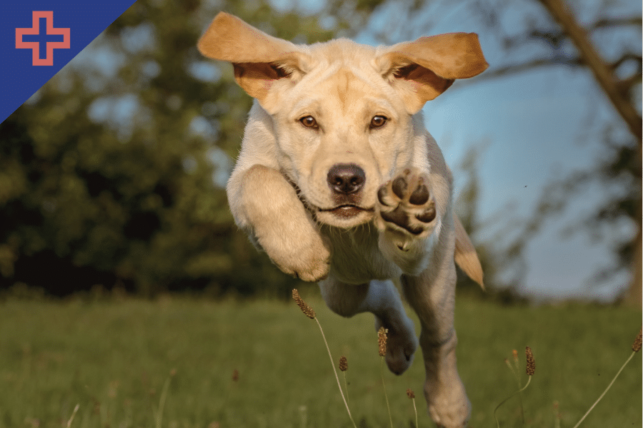 arthritis in dogs prevention