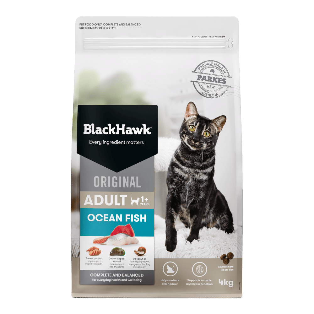 black hawk cat original adult ocean fish