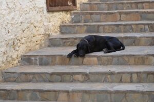Signs your pet may have arthritis