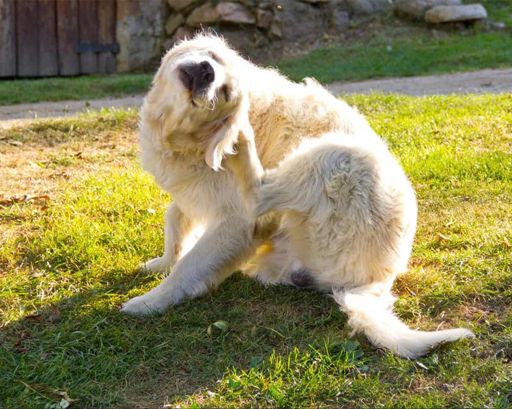 Dog scratching due to flea irritation, highlighting why regular flea prevention is essential for dogs.