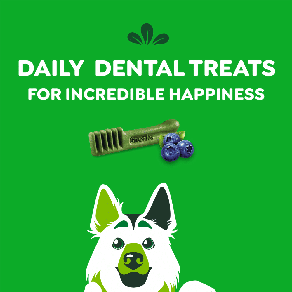 greenies-canine-dental-treats-blueberry-daily greenies canine dental treats blueberry teenie (43)