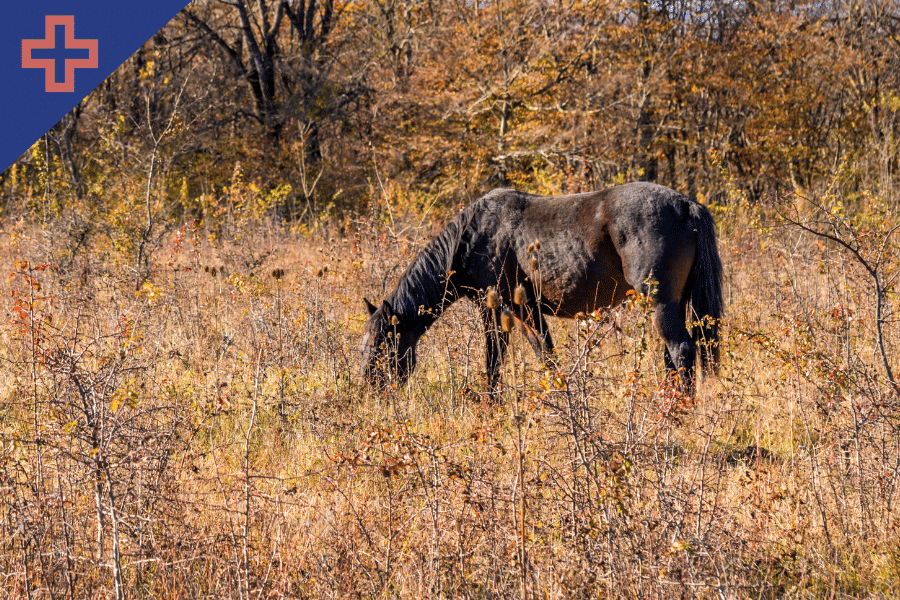 horse autumn worming