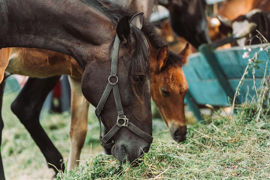horses grazing on hay supporting feeding practices that help reduce gastric ulcer risk
