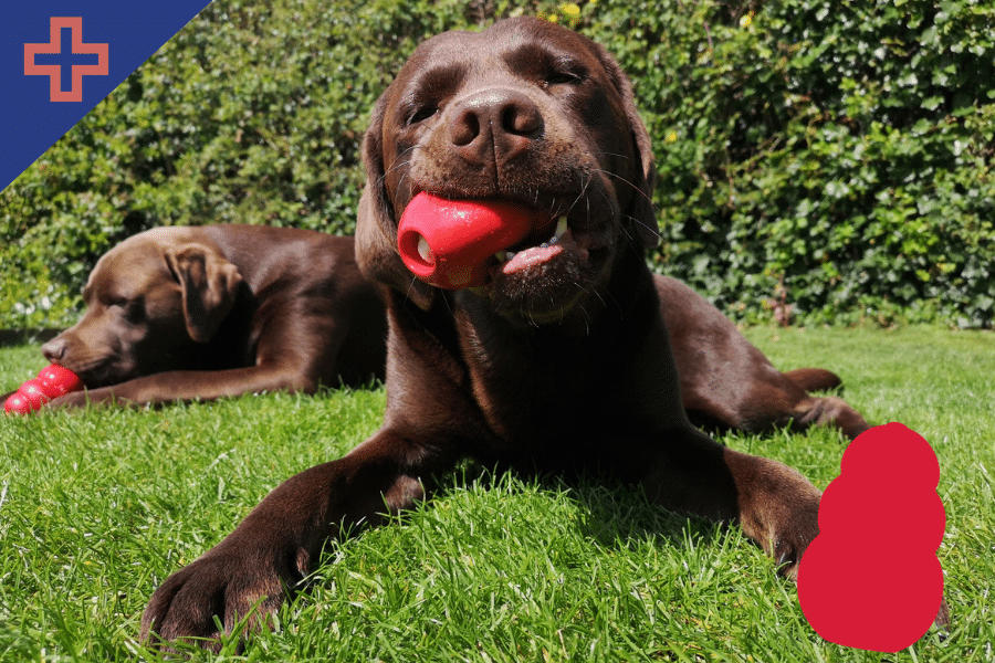 kong toys dogs (1)