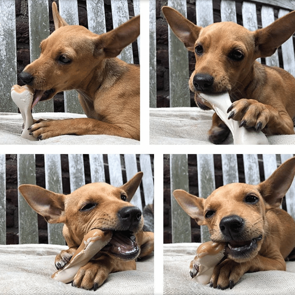 maks-patch-dual-sided-pb-treats-dog-pile (1) maks patch peanut butter dual sided bones small dog grab bag 20 pieces