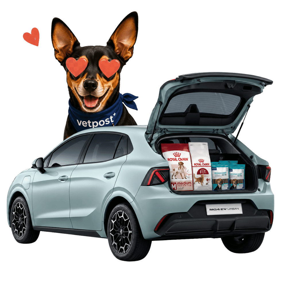 orijen original dry cat food (1)