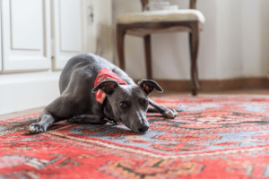 pet arthritis home improvements