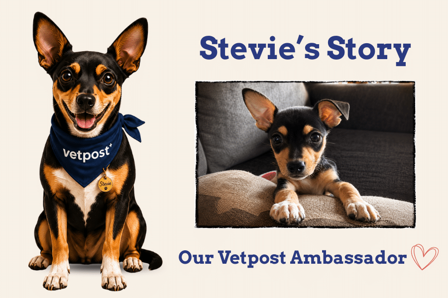 stevie blog post cover