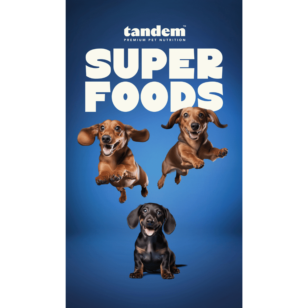 tandem-superfoods-premium-pet-nutrition tandem new zealand bovine colostrum powder for cats & dogs 60g