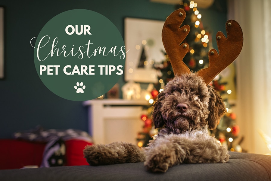 5 Foods to Avoid Giving Your Dog This Christmas