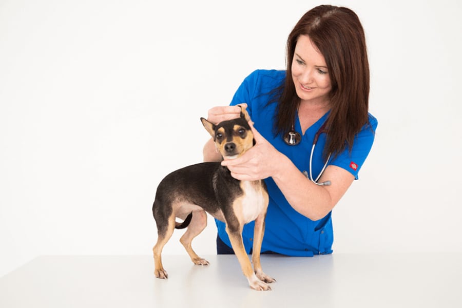 Choosing Your Veterinarian and Cinic