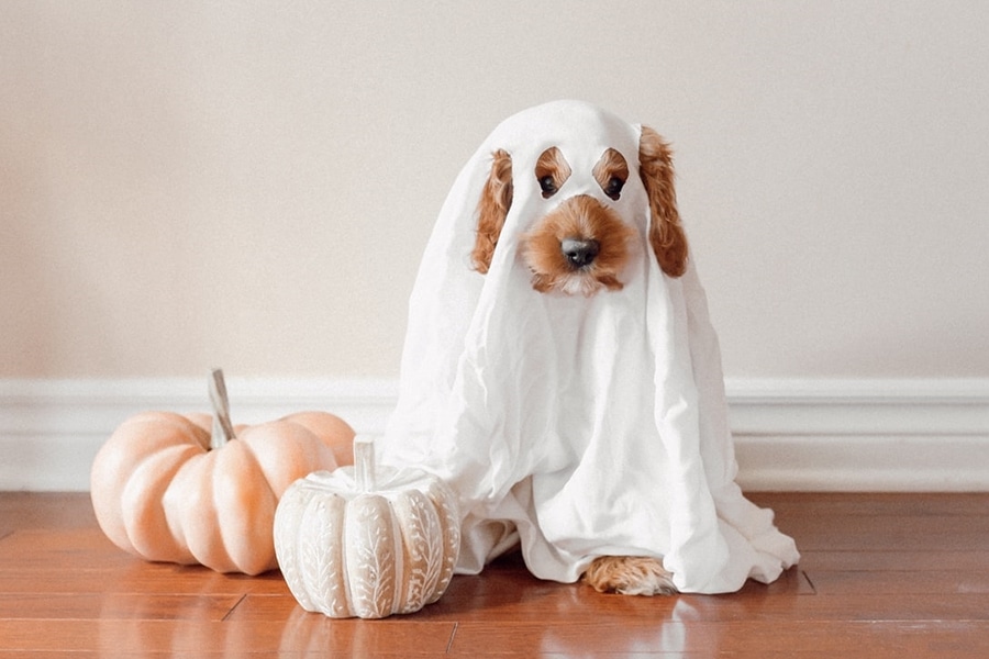 VP Our Top 5 Tips for Keeping Your Pets Safe this Halloween