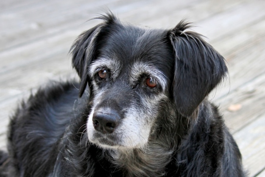 Senior Doggies Vet Post