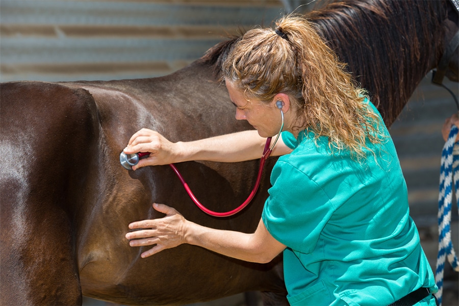 Stomach Ulcers in Horses