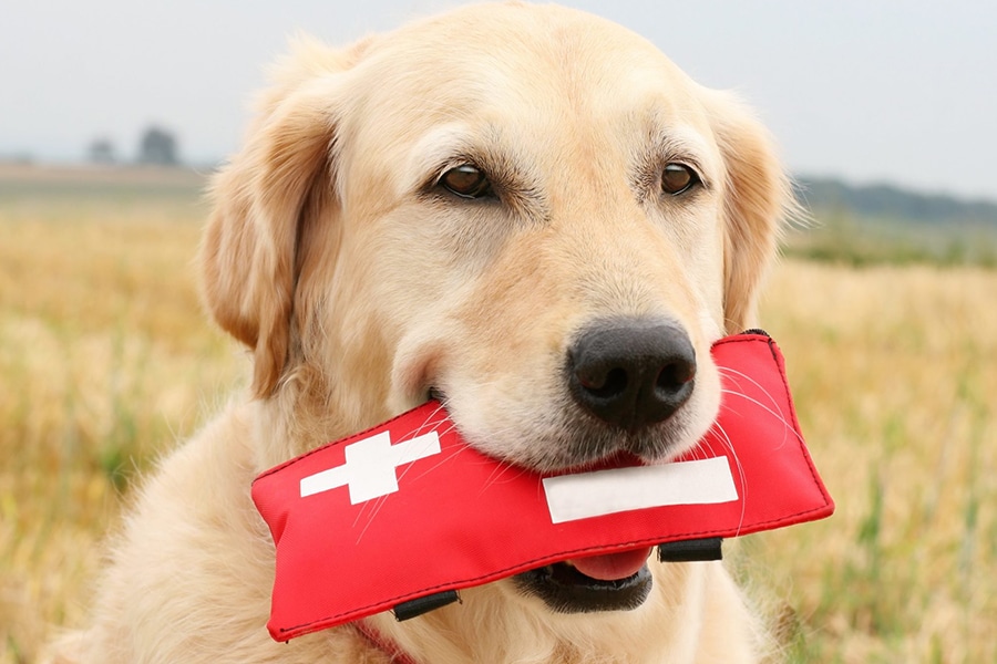 The Ultimate Pet First Aid Kit