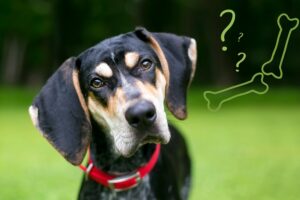 What Joint Supplement Should I Choose For My Dog