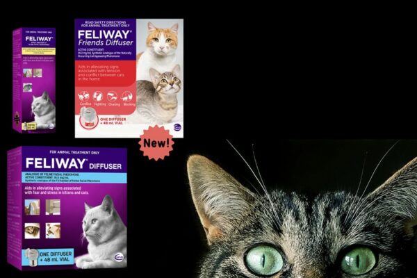 Which Feliway Product Is Right For Your Cat | Vetpost